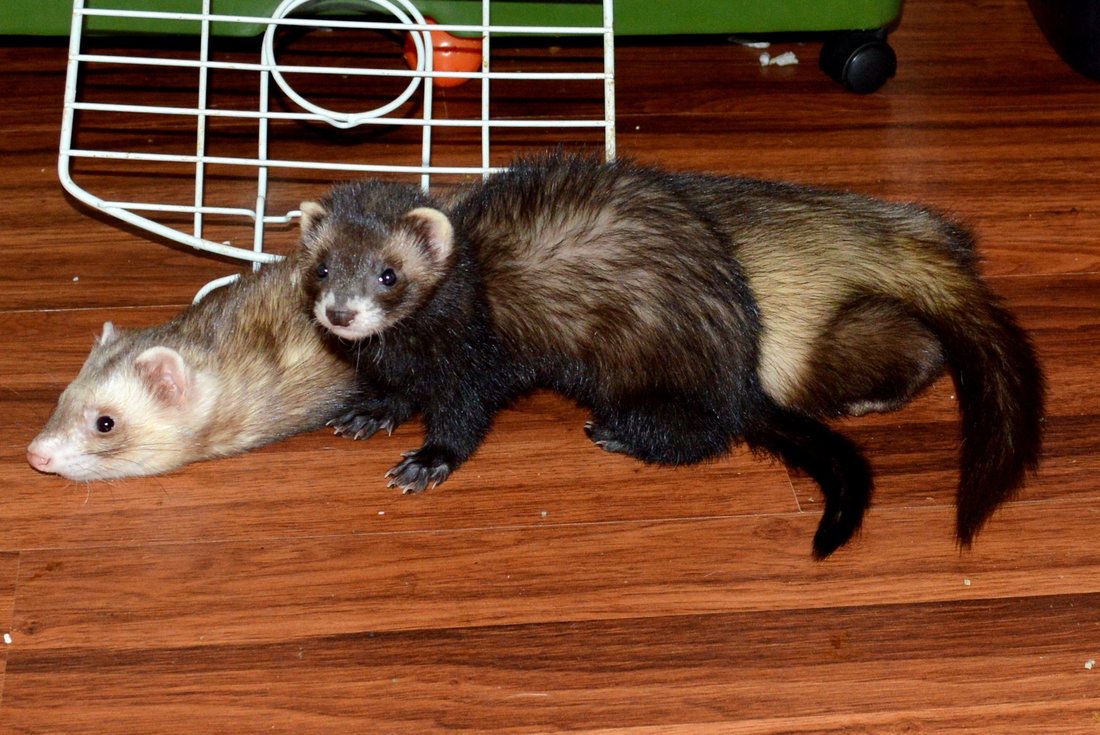 2 month old ferret