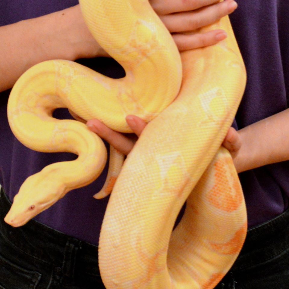 yellow boa constrictor attract bugs